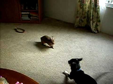 Dozer vs. Lucky the Evil Rabbit
