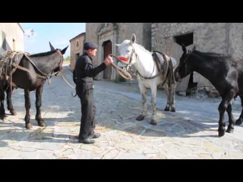 Zio Angelo e i muli di Salvatore di Cicc'