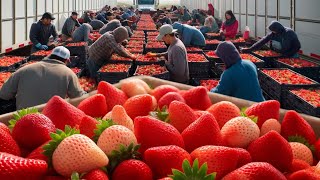 Como Os Agricultores Colhem Milhões De Toneladas De Frutas E Vegetais - Agricultura #2