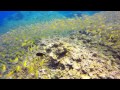 yellow fish, phuket-diving,