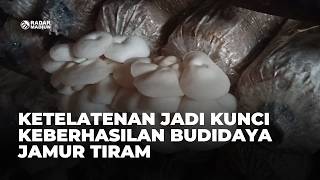 Download lagu NGAWI - Diligence Is the Key to Successful Oyster Mushroom Cultivation mp3