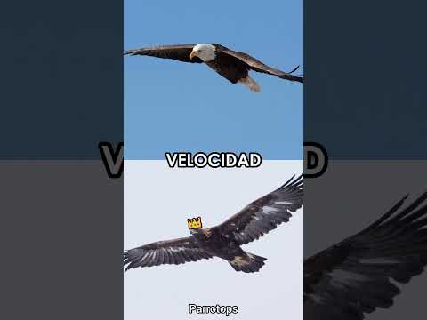 Águila CALVA 🇺🇸 vs. Águila REAL 🇲🇽 | Parrotops #shorts #viral #trending