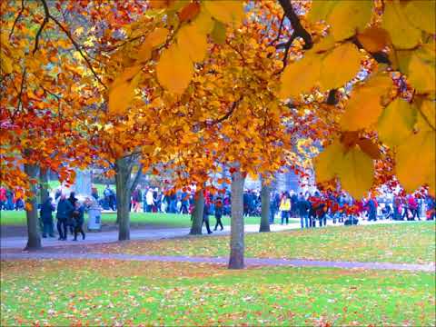 download lagu mp3 mp4 Michael Lambert Tree, download lagu Michael Lambert Tree gratis, unduh video klip Michael Lambert Tree