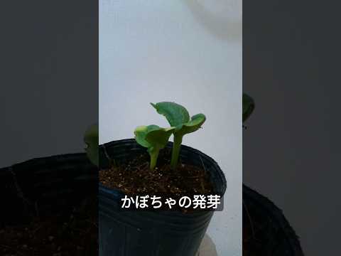 カボチャの方が好き:こうやって作る 植物