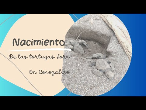 Nacimiento de tortugas Lora en playa Corozalito en Guanacaste 