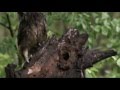 Seabear - Owl Waltz 