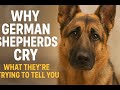 Why German Shepherds Cry And What It Really Means