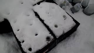 Winter sowing in the snow.... It's DEFINITELY snowing!