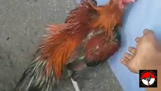 Download lagu TERNYATA ini model AYAM BERKWALITAS BAIK, | Model POSTUR(kandang K.M) mp3