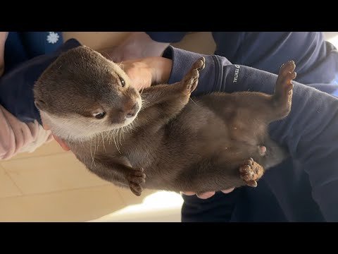 飼い主の取り合いになってしまう子供とカワウソ The child and the otter fought over me.
