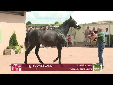 Concours Cercy 2017 - Lot 6 - Floresland