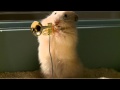 The drench Clever Hamsters jazz band - official ad ...
