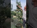 Apple tree side branch pruning process- Good tools and machinery can increase work efficiency