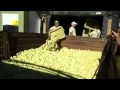 El sacrificio de 9 millones de pollitos que impresiona a los argentinos