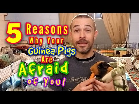 YouTube video about: Are guinea pigs afraid of the dark?