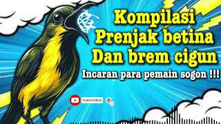 Download lagu MASTERAN SOGON‼️KONPILASI PRENJAK BETINA DAN BRAM CIGUN #sogon #sogongacor #sogokontong  mp3