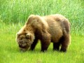 Bear Grazing And Reaction To Sneeze