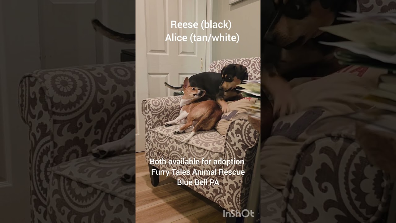 Alice, an adopted mixed breed in Blue Bell, PA video 4/6