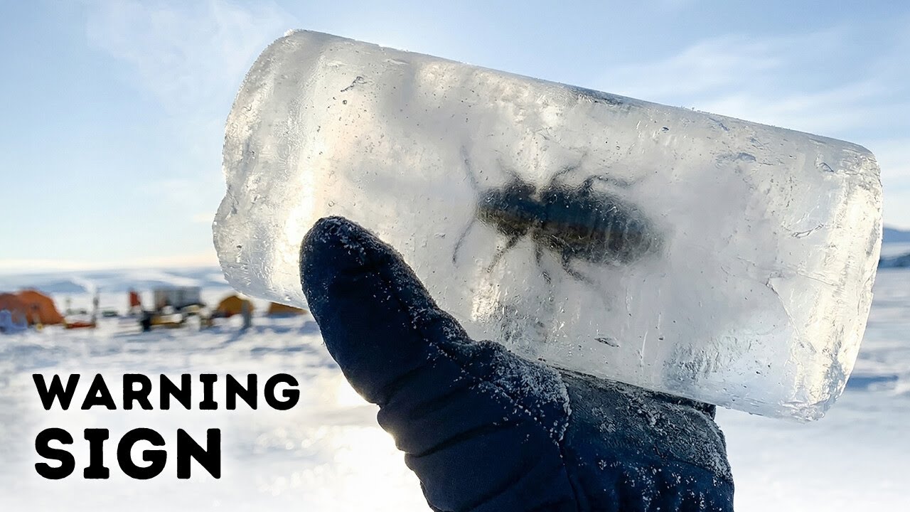 Antarctica’s Ice May Collapse Again - Scientists Just Found Proof