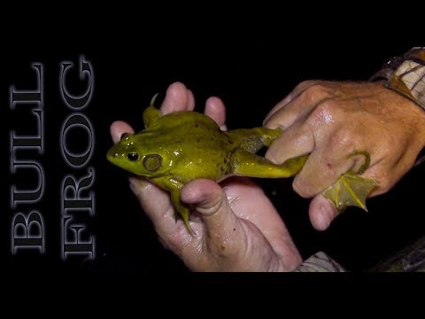 BULL FROG n' Tilapia {Catch Clean Cook}
