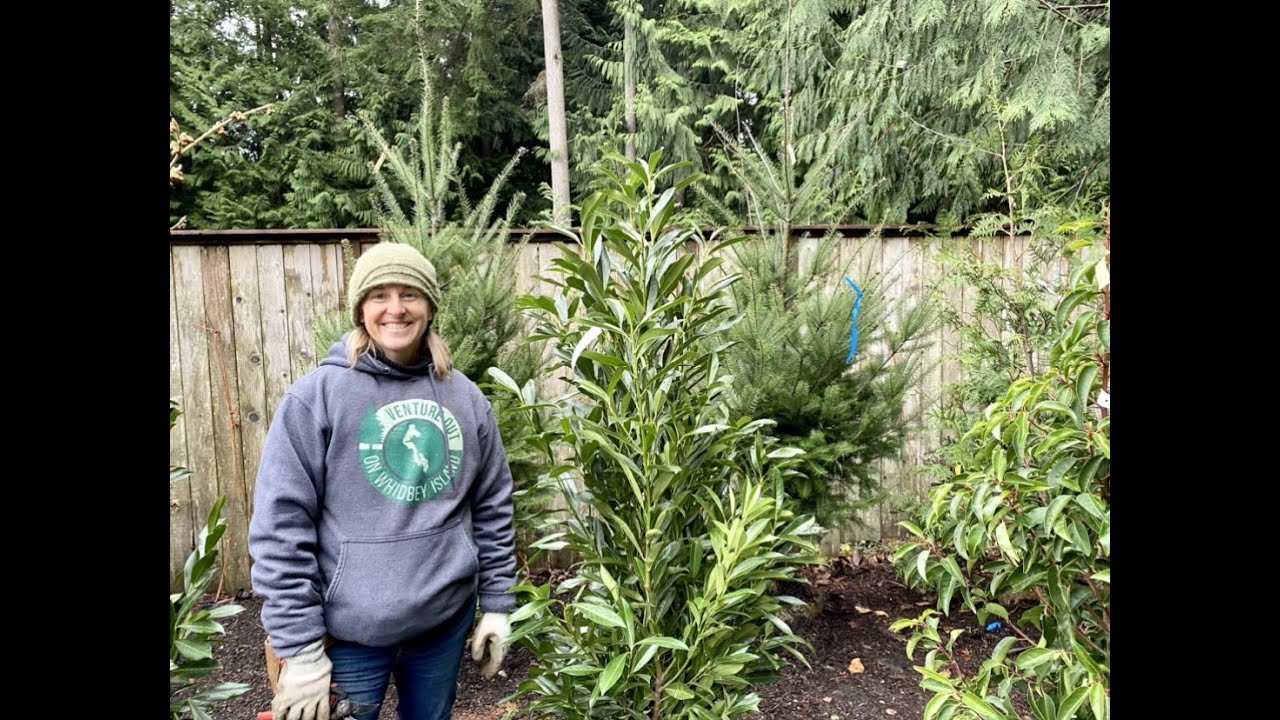 Pruning Basics: Heading vs Thinning Cuts