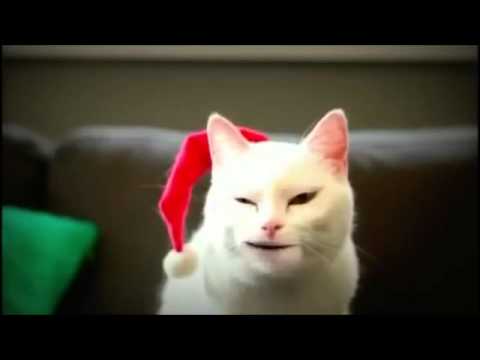 Katze singt jengel bells