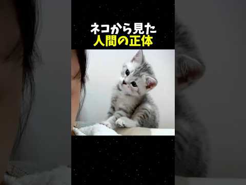 実は猫はあなたを◯◯と思っています　#ねこ #動物 #動物動画