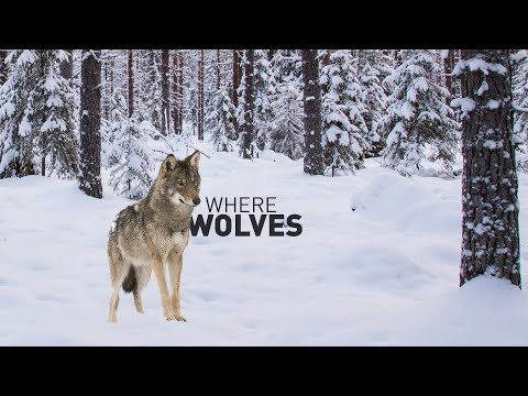 Where Wolves | Full Measure
