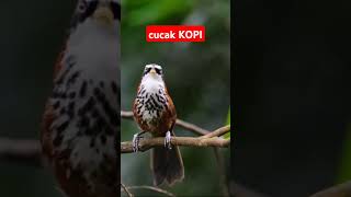 Download lagu kicauan burung CUCAK KOPI #burung #burungunik #burungcantik #burungindonesia mp3 Download lagu kicauan burung CUCAK KOPI #burung #burungunik #burungcantik #burungindonesia mp3
