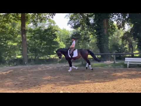 Fortissimo *2017 For Dance x Belissimo