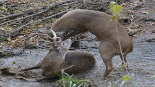 Bucks Fight To Death - The Most Extreme Animal Fights Ever Filmed