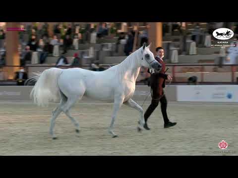 N 175 NOOR JATHAB   Katara Int  Arabian Peninsula Horse Show 2022   Mares 7 to 10 Years Old Class 8B