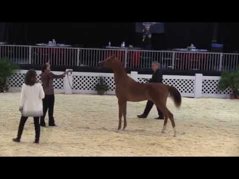 Everest SA at Scottsdale