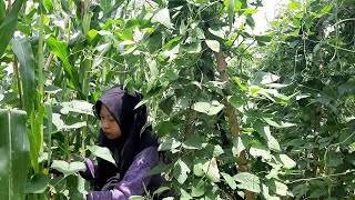 Download lagu Masak Ayam Goreng (Fried Chicken), Petik Timun (Cucumber) untuk Lalapan dan Es Timun Rasanya Segar mp3 Download lagu Masak Ayam Goreng (Fried Chicken), Petik Timun (Cucumber) untuk Lalapan dan Es Timun Rasanya Segar mp3