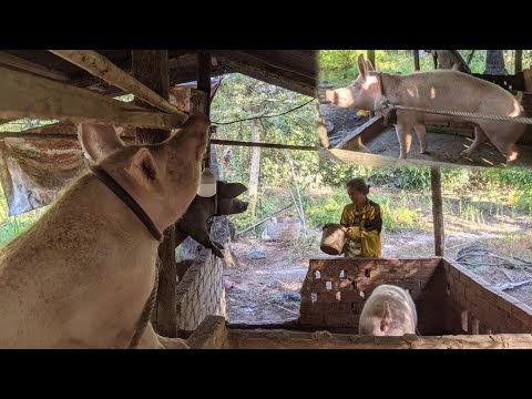 Daily Pig Farming Life on a Small Farm - real life Pig Farm