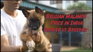 Belgian Malinois Price in India 2023 | BROKER VS BREEDER