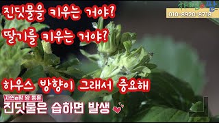 진딧물 과 응애는 어떤 환경에서 발생하지?? 그리고 하우스 시공할때 모든 시설 작물들은 하우스 발생 꼭 신경…