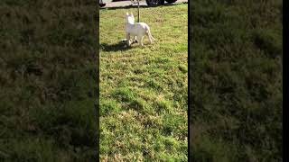 Video preview image #1 Dogo Argentino Puppy For Sale in SAN ANTONIO, TX, USA
