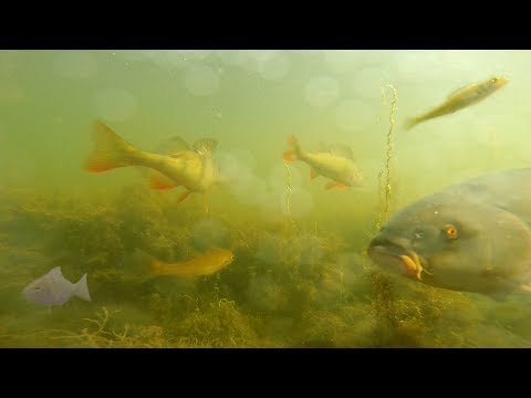 Thames Underwater Life