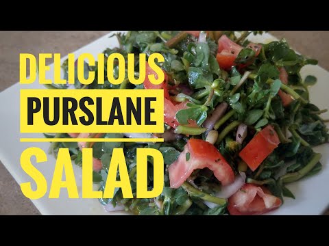 Purslane Salad is Go!
