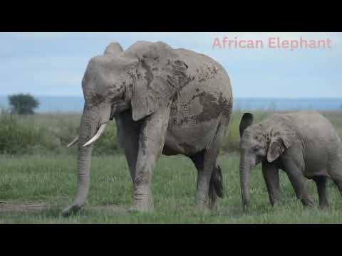 Do You Know the Big Five? #bigfive #elephant #lion #leopard #rhino #capebuffalo