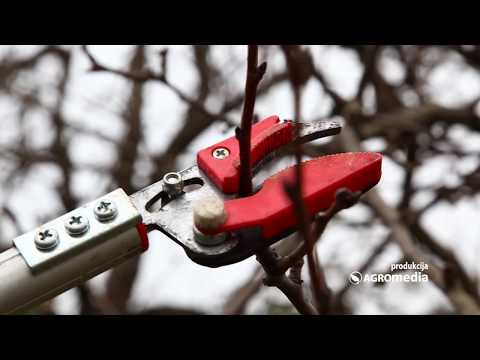 Kako sačuvati staru sortu divlje kruške?