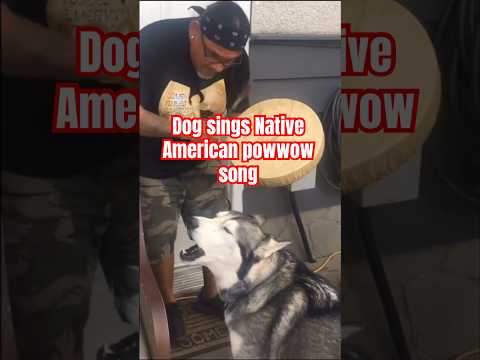 How many of you have seen a dog sing powwow music #indigenous #native #nativeamerican