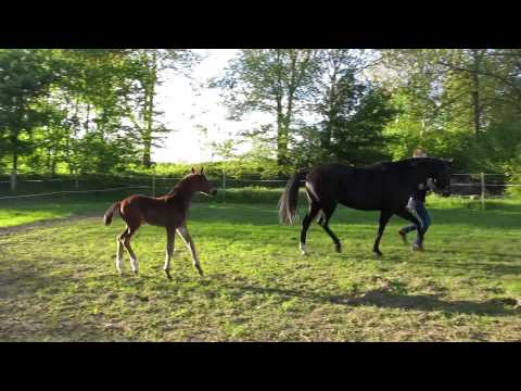 Die Waldrose mit Hengstfohlen von Foundation