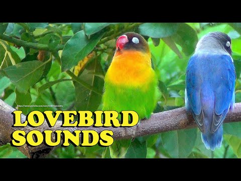 Lovebirds Sounds - Male and Female - Green Black, Brown Masked & Blue Personata