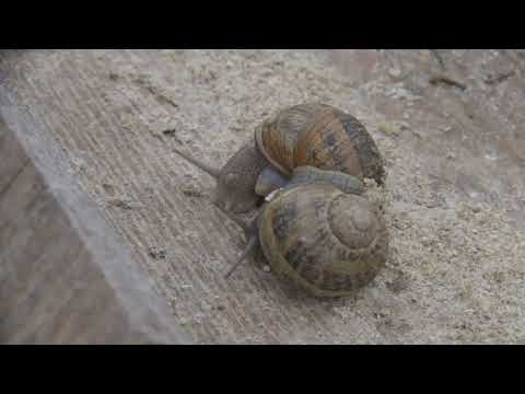 Héliciculture à Mainvault
