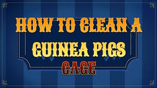 HOW TO CLEAN A GUINEA PIGS CAGE