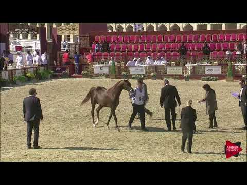 N.91 TALAL ALSHAHANIA - 2019 Qatar International show - Colts 3 Years Old (Class 6)