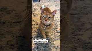 Strange meows of Cat 🐱#cats #lovecats #catvideos #catlover #catshorts #CatShorts #cat #funnycats