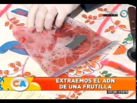 Extracción de ADN de una frutilla